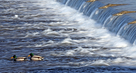 banner 133*73