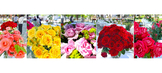 banner 133*73