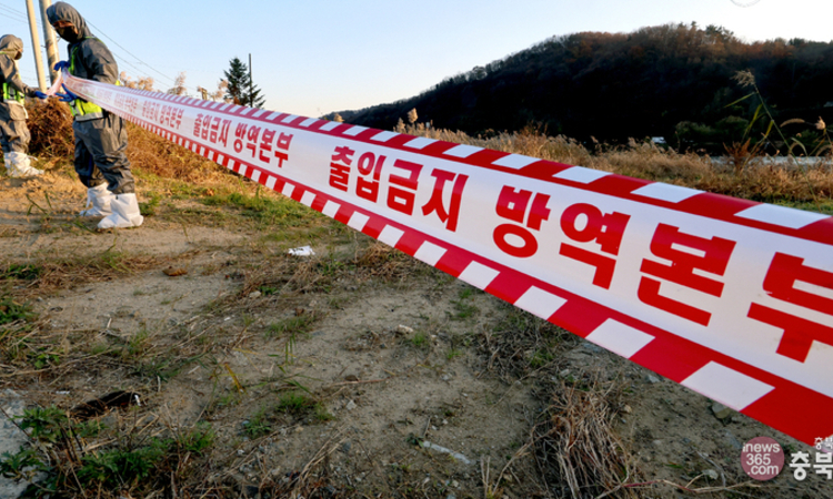 영동 종오리 농장서 AI 의심축 발생…고병원성 정밀검사 의뢰