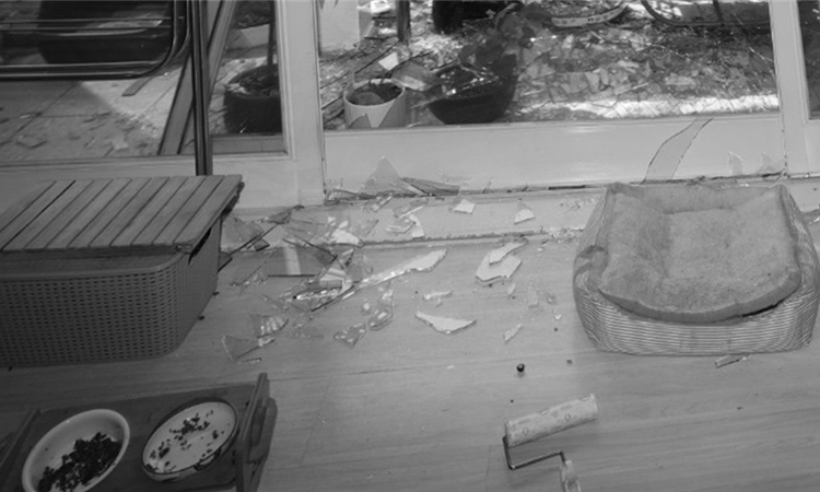 폭발 피해에도 '고양이는 대상 아냐'… 재난서 밀려나는 반려동물